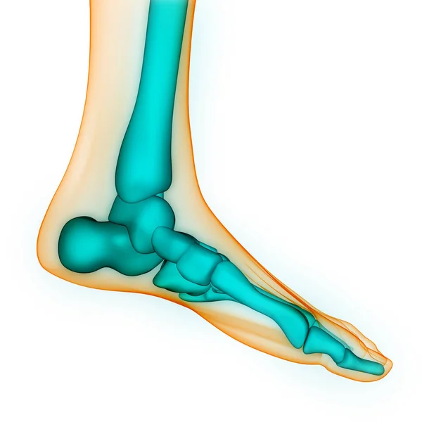 Dores Nas Articulações Ósseas Corpo Humano Articulações Dos Pés Ossos — Fotografia de Stock
