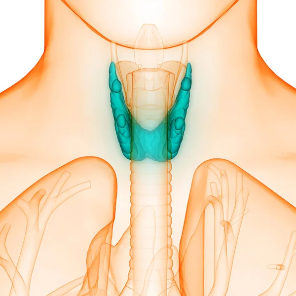人的身体腺体甲状腺解剖 — 图库照片