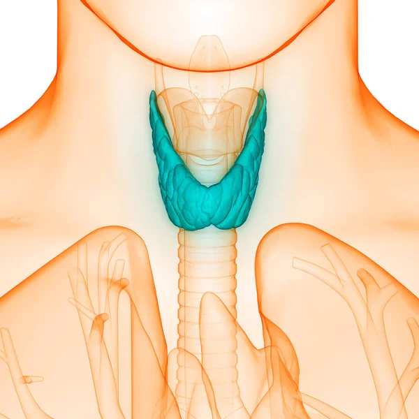 Emberi Test Mirigyek Pajzsmirigy Gland Anatómia Illusztráció — Stock Fotó