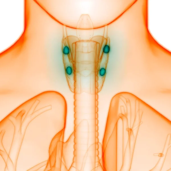 Menselijke Lichaamsklieren Schildklier Anatomie Illustratie — Stockfoto