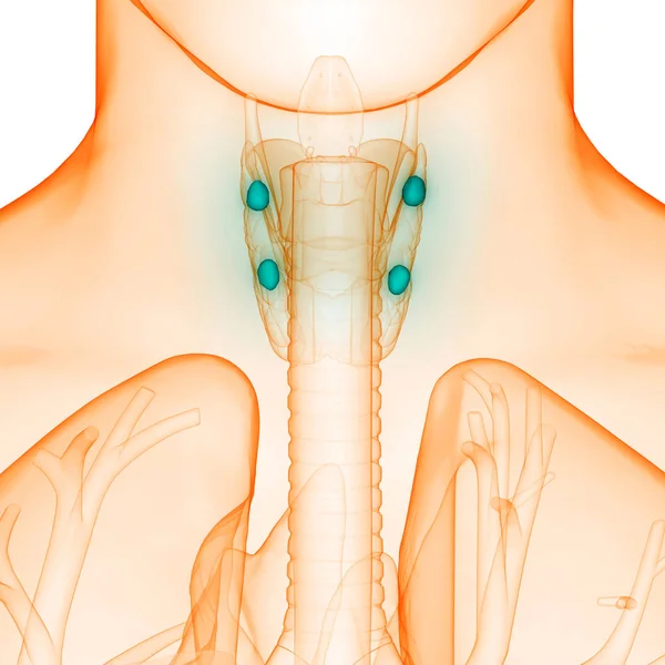 Menselijke Lichaamsklieren Schildklier Anatomie Illustratie — Stockfoto