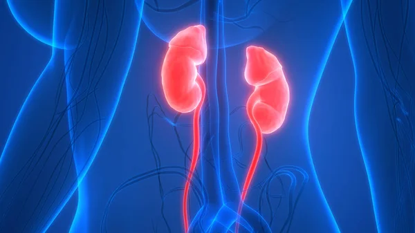 İdrar torbası anatomisi olan insan böbrekleri. Üç Boyut