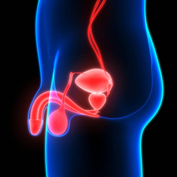Male Reproductive System Anatomy. 3D - Illustration