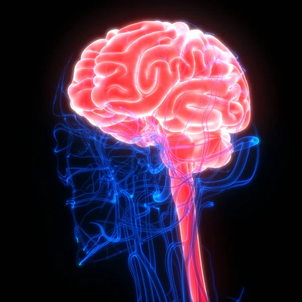 Anatomia Del Cervello Umano Illustrazione — Foto Stock