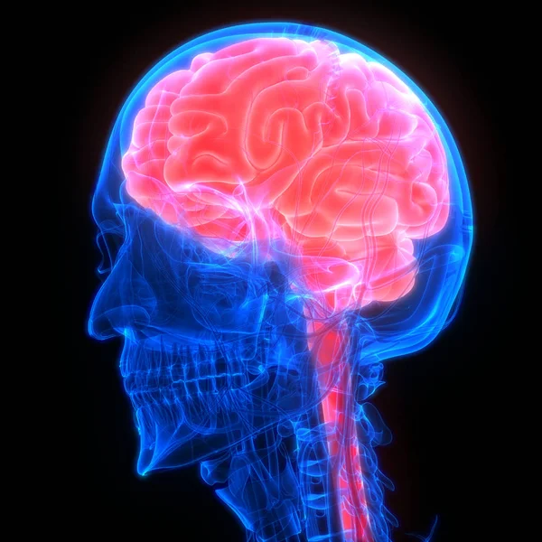 Ανθρώπινη Ανατομία Του Εγκεφάλου Εικονογράφηση — Φωτογραφία Αρχείου