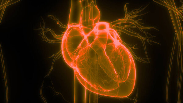 Human Circulatory System heart Anatomy. 3D