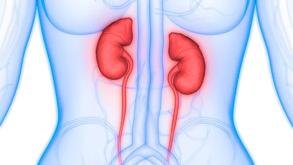 Human Urinary System Kidneys Bladder Anatomy — Stock Photo, Image