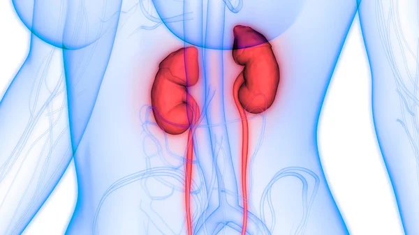 Human Urinary System Kidneys Bladder Anatomy — Stock Photo, Image