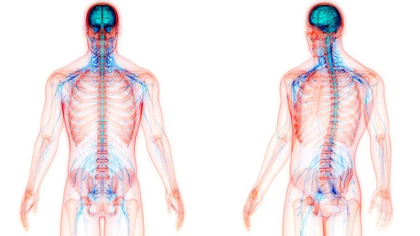 Nsan Beyni Anatomisi Illüstrasyon — Stok fotoğraf