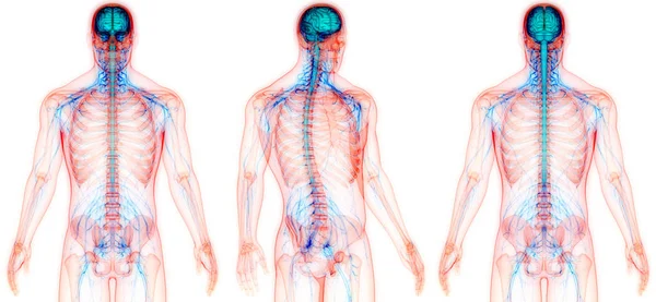 Órgão Central Anatomia Sistema Nervoso Humano — Fotografia de Stock