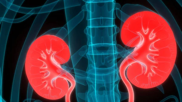 Human Urinary System Kidneys Bladder Anatomy — стокове фото