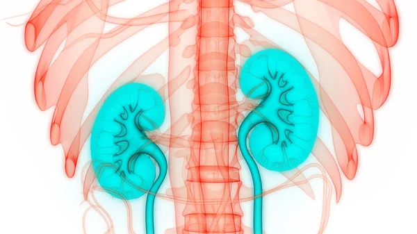 Human Urinary System Kidneys Bladder Anatomy Dalam Bahasa Inggris — Stok Foto