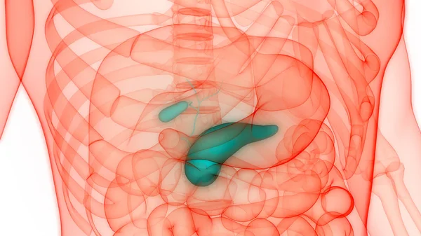 Anatomia Del Pancreas Dell Organo Digestivo Interno Umano Illustrazione — Foto Stock