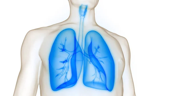 Anatomie Pulmonaire Système Respiratoire Humain — Photo