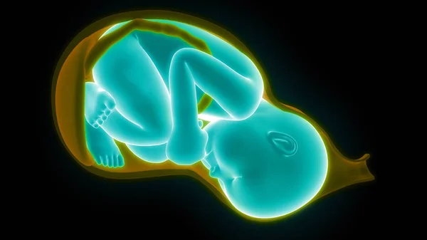 Fetus Bayi Womb Ilustrasi — Stok Foto