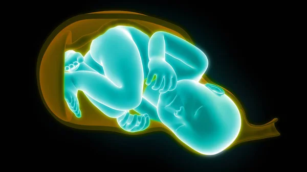 Έμβρυο Μωρό Στη Μήτρα Εικονογράφηση — Φωτογραφία Αρχείου