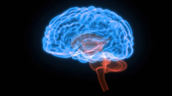Центральний Орган Нервової Системи Людини — стокове фото