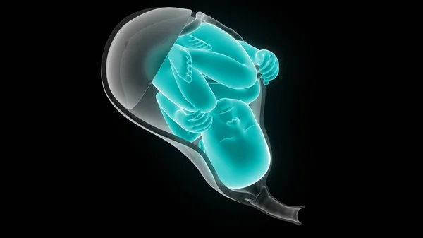 Fœtus Bébé Dans Utérus Illustration — Photo