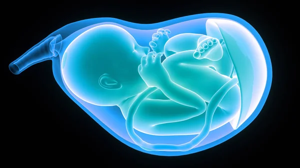 Ana rahminde fetüs (bebek). 3d illüstrasyon