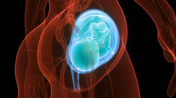 Womb的胎儿 3D幻象 — 图库照片