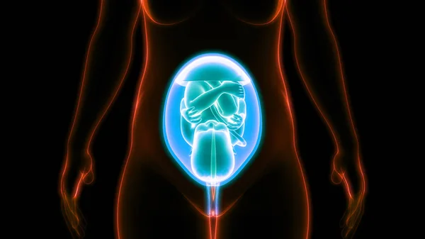 Womb的胎儿 3D幻象 — 图库照片