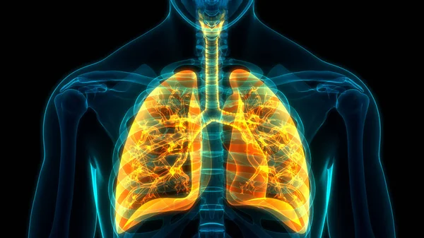 Human Respiratory System Lungs Anatomy — Stock Photo, Image