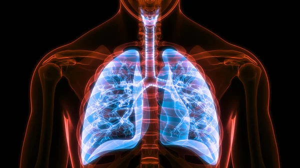 Anatomia Polmonare Del Sistema Respiratorio Umano — Foto Stock