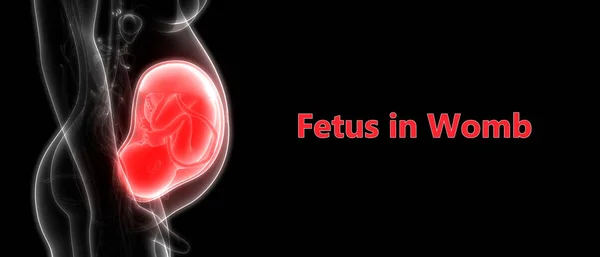 Fetus Baby Womb Illustraion — Stock Photo, Image