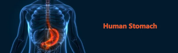 Human Digestive System Stomach Anatomy Illustration — Stock Photo, Image