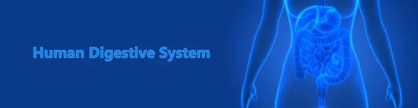 Emberi Emésztőrendszer Nagy Kicsi Bélrendszeri Anatómia Illusztráció — Stock Fotó