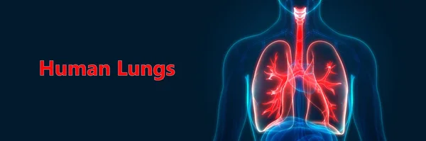 인간의 Human Respiratory System Lungs Anatomy — 스톡 사진