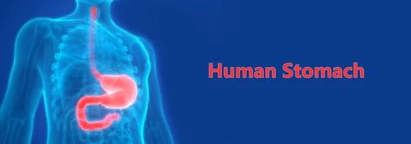 Human Digestive System Stomach Anatomy. 3D - Illustration