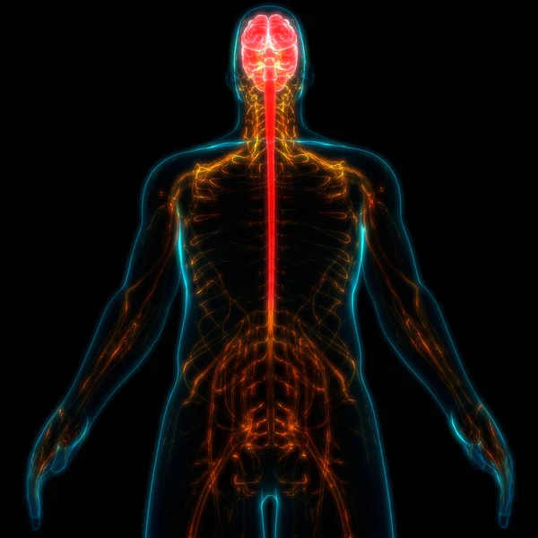 Órgão Central Anatomia Sistema Nervoso Humano — Fotografia de Stock
