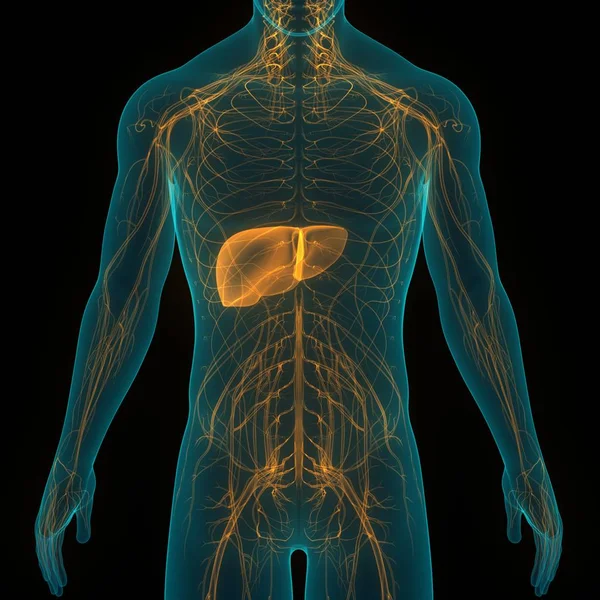 Anatomia Fígado Órgão Digestivo Interno Humano — Fotografia de Stock