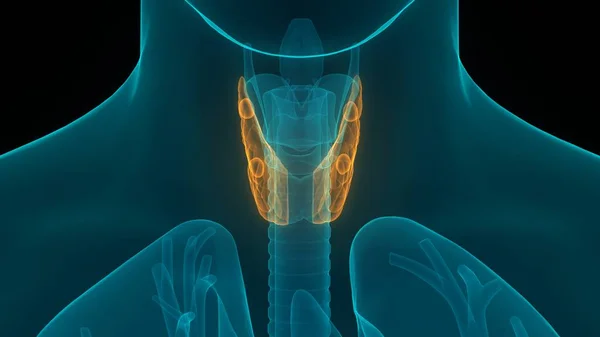 Human Body Glands Thyroid Gland Anatomy. 3D - Illustration