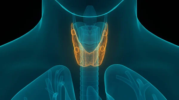 Human Body Glands Thyroid Gland Anatomy Illustration — Photo