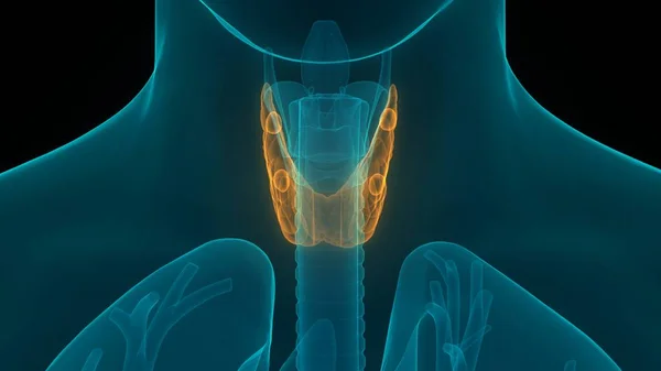 ヒトの体は甲状腺の解剖学的構造を持つ イラスト — ストック写真