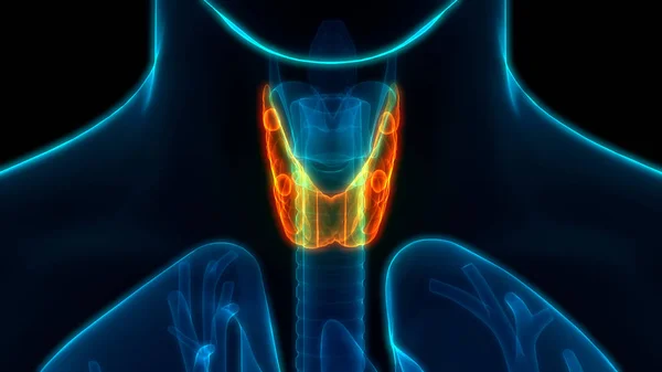 Human Body Glands Thyroid Gland Anatomy Inglés Ilustración — Foto de Stock