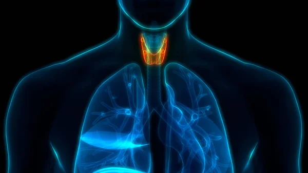 ヒトの体は甲状腺の解剖学的構造を持つ イラスト — ストック写真