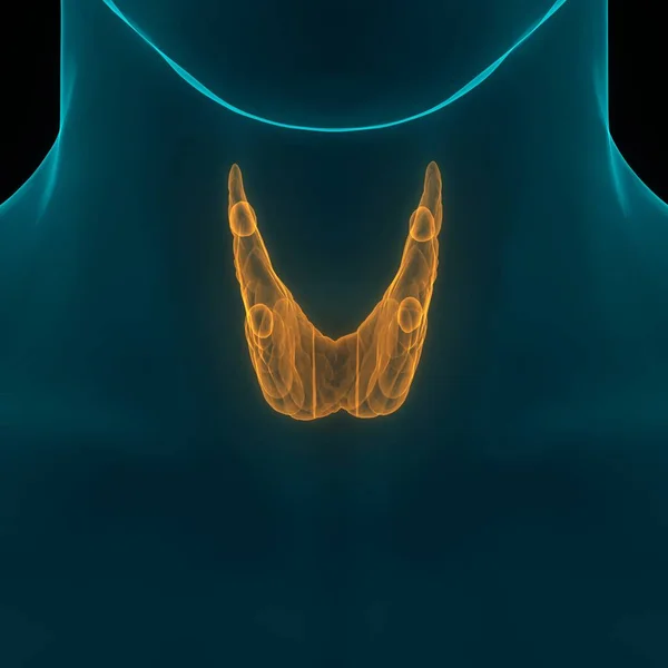 Human Body Glands Thyroid Gland Anatomy. 3D - Illustration