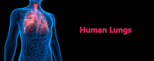 Анатомия легких дыхательной системы человека. 3D 