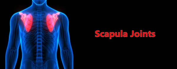 Scapula Οστά Εικονογράφηση — Φωτογραφία Αρχείου