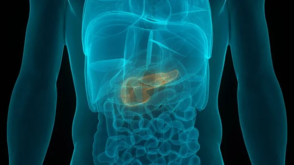 Anatomia Del Pancreas Dell Organo Digestivo Interno Umano Illustrazione — Foto Stock