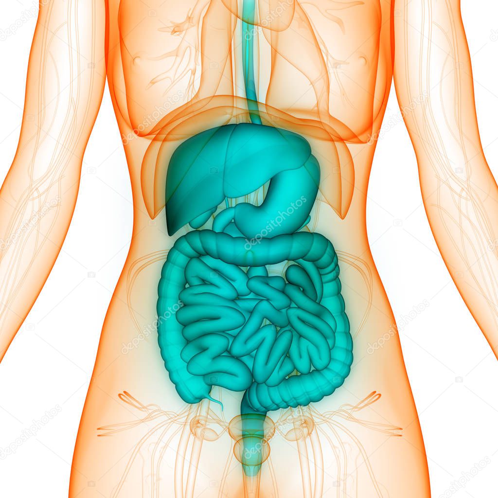 Human Digestive System Large and small Intestine Anatomy. 3D