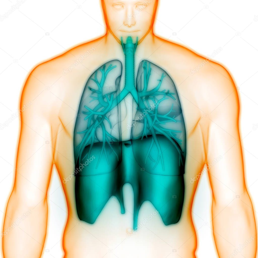 Human Respiratory System Diaphragm Anatomy. 3D - Illustration