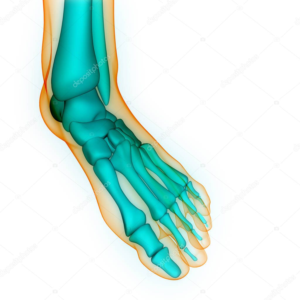 Human Body Bone Joint Pains (Foot joints and Bones). 3D - Illustration