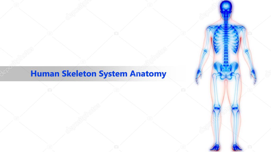Human Skeleton System Anatomy. 3D