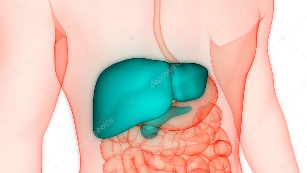 Human Internal Digestive Organ Liver Anatomy. 3D 