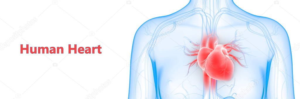 Human Circulatory System heart Anatomy. 3D