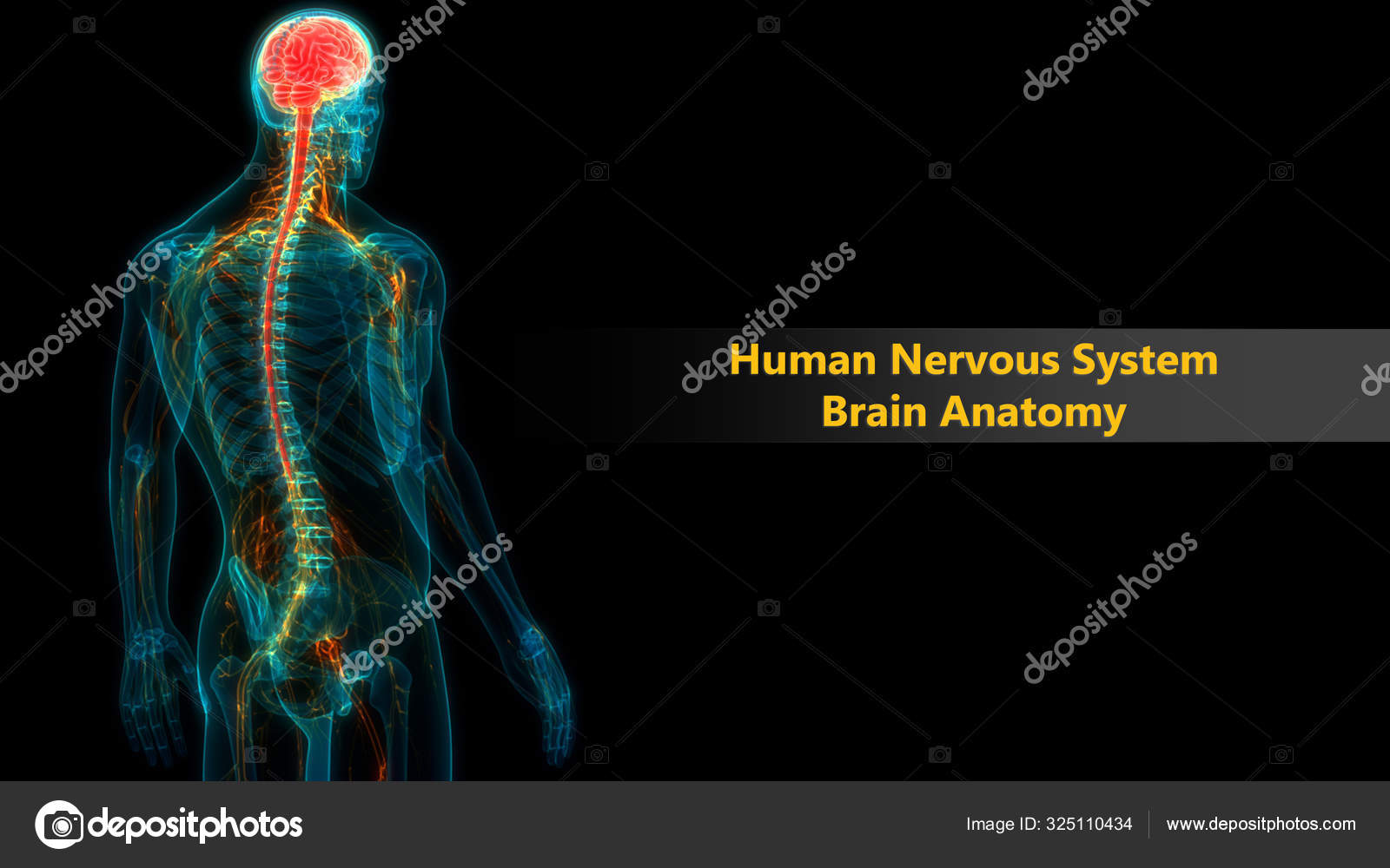 Central Organ Human Nervous System Anatomy Stock Photo by ©magicmine  325110434